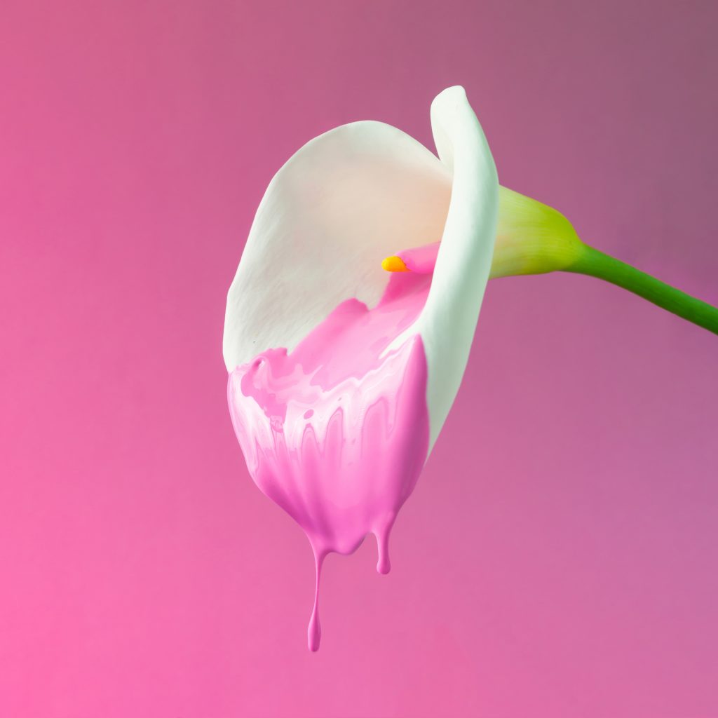 Calla flower with dripping pink paint.  Minimal summer exotic concept with copy space.